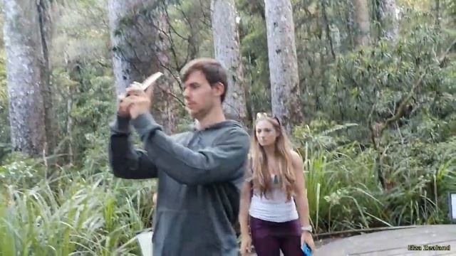 Среди могучих деревьев 