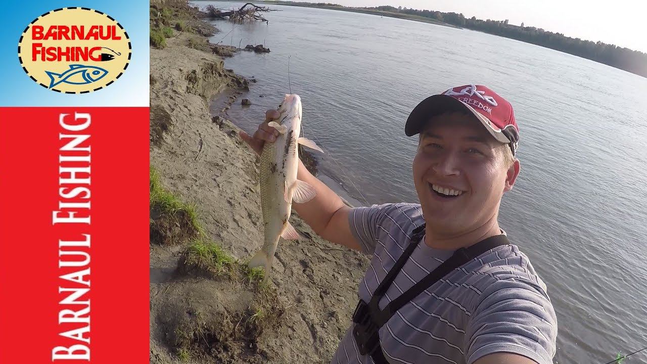 ДВА ЗАБРОСА ,ДВА ЯЗЯ!!! ПЕТЬКЕ ПОВЕЗЛО.РЫБАЛКА НА ОБИ (Barnaul Fishing) смотреть онлайн