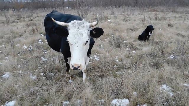 Как ЗАРАБОТАТЬ В ДЕРЕВНЕ! КОРОВА! смотреть онлайн