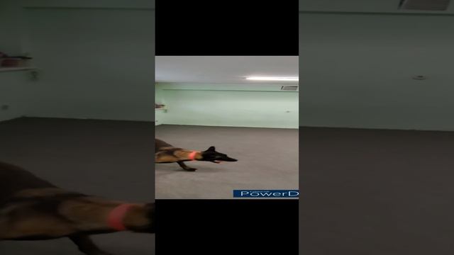 Правильные игры с собакой