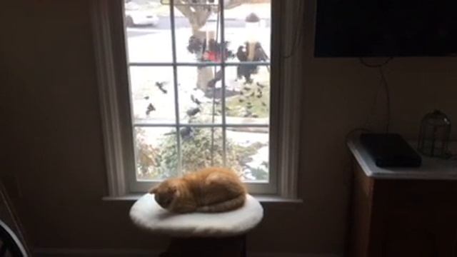 Cat Doesn't Pay Attention Until It's Too Late смотреть онлайн