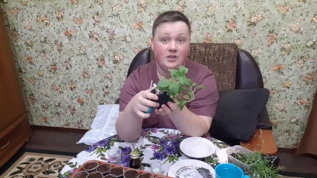 Черенкование ампельной петунии/сурфинии/алиссума, 100% результат!!! смотреть онлайн