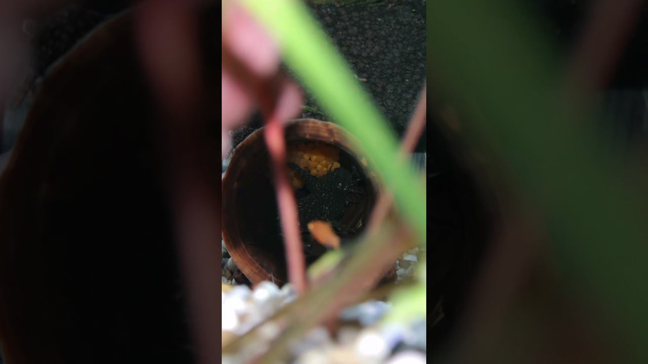 АНЦИСТРУС С ИКРОЙ смотреть онлайн