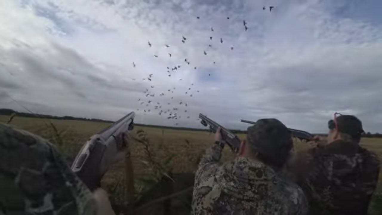 Охота на вяхиря #4 Сизари попали под раздачу смотреть онлайн