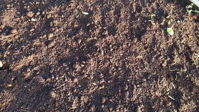 Лук Эксибишен под зиму. Секрет крупного лука. Посадите сейчас. смотреть онлайн