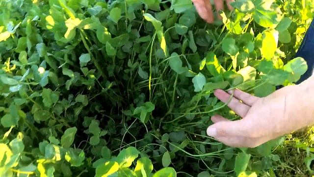 Клевер, эспарцет, люцерна. Бобовый путь к дешевому азоту. смотреть онлайн