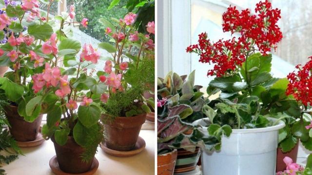 ЛУЧШИЕ ПОДКОРМКИ для всех КОМНАТНЫХ РАСТЕНИЙ в зимний период. Чем подкормить домашние цветы зимой. смотреть онлайн