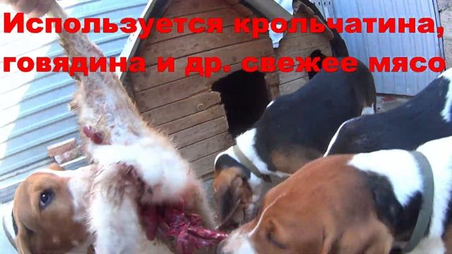 Кормление щенков гончей сырым мясом в 3 месяца 22.08.2020 смотреть онлайн