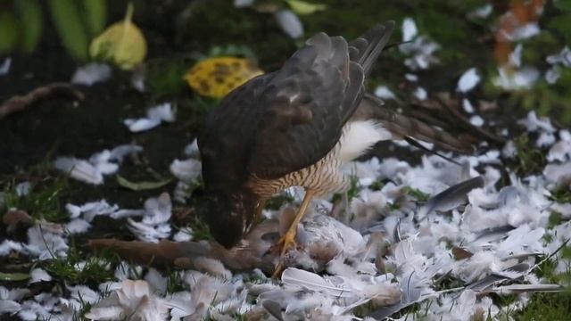 Перепелятник - Accipiter nisus смотреть онлайн