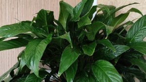 Спатифиллум (женское счастье) 10 запретов в подкормках