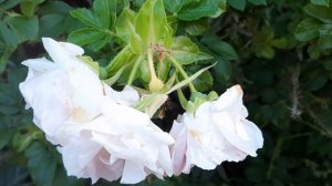 Второе цветение Ритаусмы (Ritausma), 20августа 2023г.