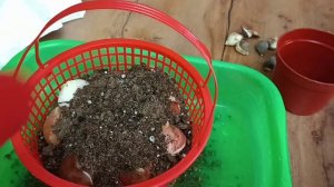 Посадка луковиц тюльпанов в горшок