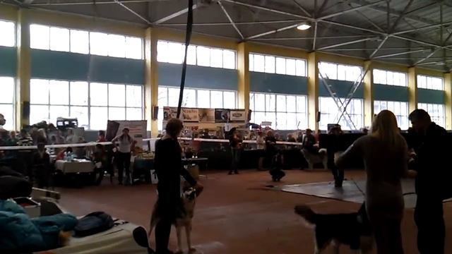 02/03/13 FCI - CACIB "Страж Донбасса" МАЛАМУТЫ смотреть онлайн