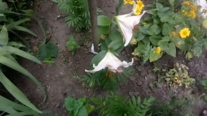 Лилия Salmon Party