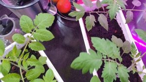 Сравнение роста растений под фитолампой красно-синего и белого фитосвета.