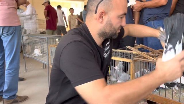 Таг сиё , черно грудые Худжандская порода голубей Таджикистан ?? 21 августа 2022 г.