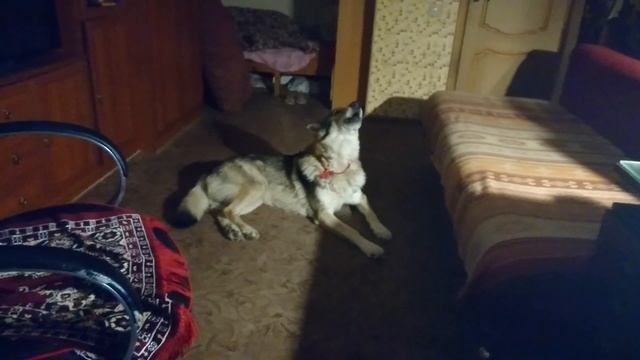 Канис слушает вой вой волков декабрь 2018 3 смотреть онлайн