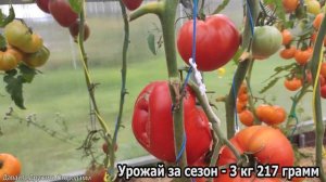 Томат Немецкое бычье сердце Гомера. Красивый помидор ярко-красного цвета #томат #помидор #сорт