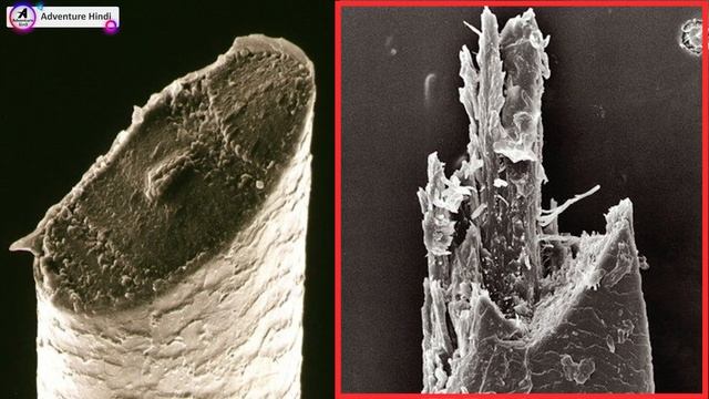 10 Things You Can See Only Under Microscope смотреть онлайн