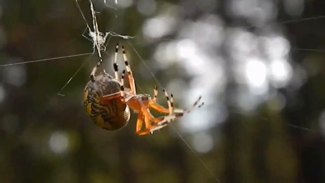 ПАУТИНА - Шедевр инженерного искусства смотреть онлайн