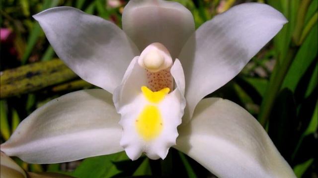 Fleur  Cymbidium Eburneum   JLB