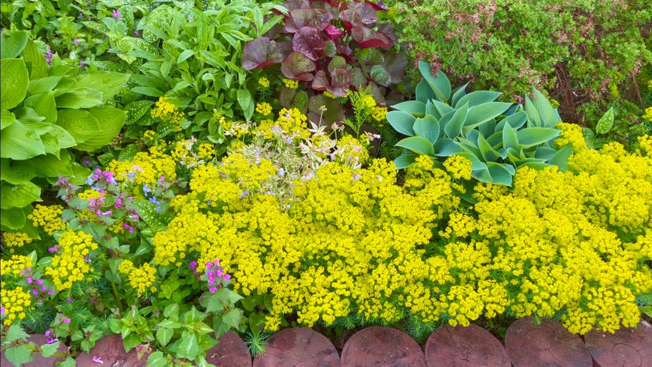 КАТАЛОГ РАСТЕНИЙ. Третья часть. МНОГОЛЕТНИЕ ТРАВЯНИСТЫЕ. К-М. Дачный креатив.