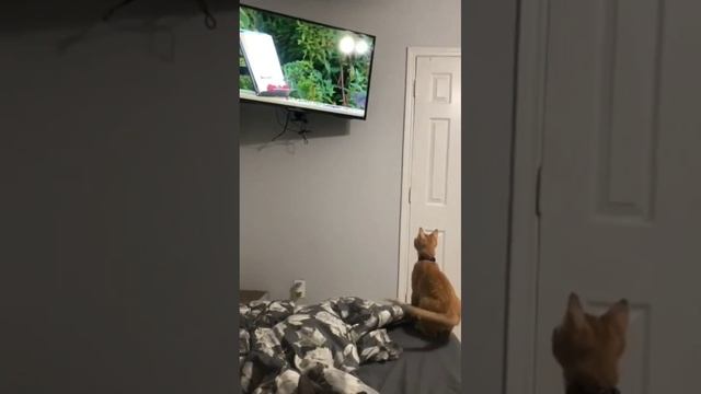 Четкий прыжок смотреть онлайн