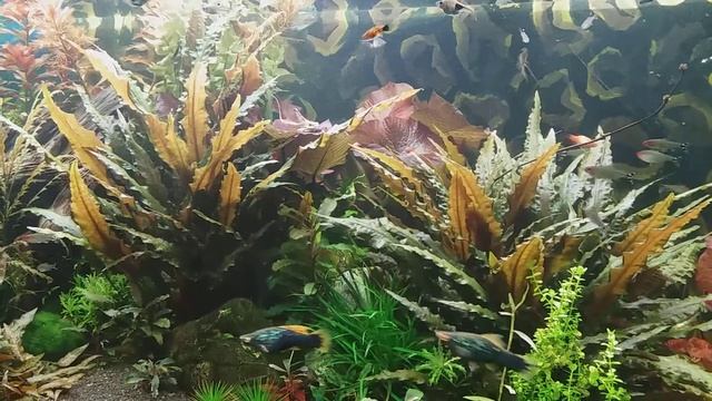 Cryptocoryne Wendtii Var. Rubella & Cryptocoryne Wendtii «Tropica»