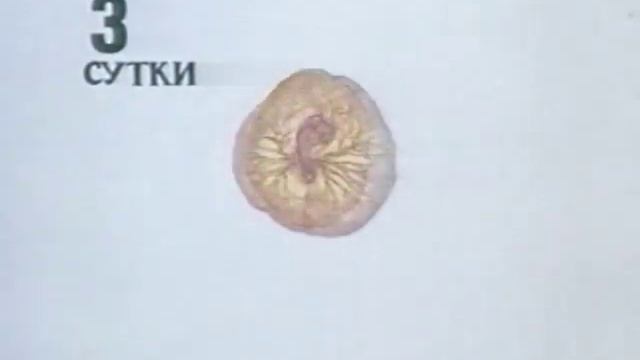 Эмбриональное развитие птиц смотреть онлайн