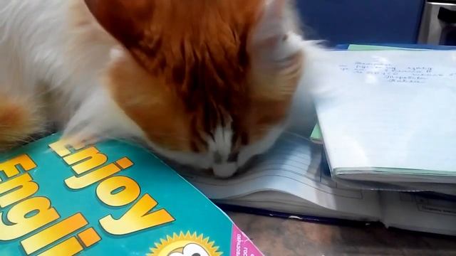 Самый обычный кот смотреть онлайн