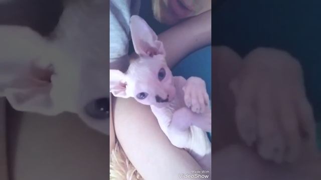 Маленький сфинкс. Трогательное видео про животных. смотреть онлайн