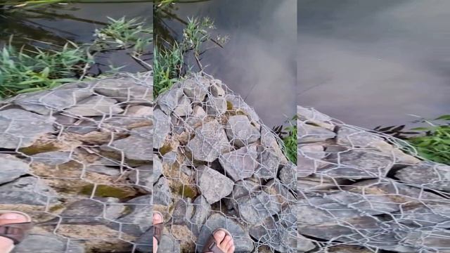 Травят природный парк долина реки Сходня в Куркино. 11.07.2024 смотреть онлайн