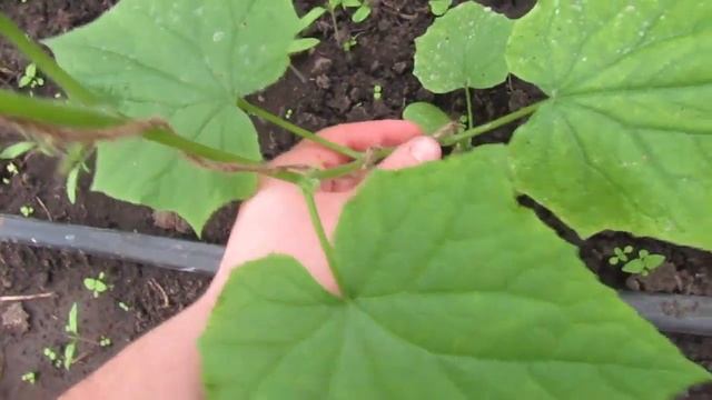 отчет по подкормке золой! смотреть онлайн