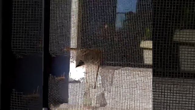 Миграция насекомых.