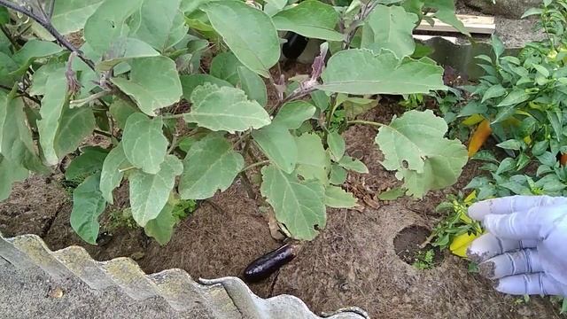 Осенняя грядка еще долго порадует... смотреть онлайн