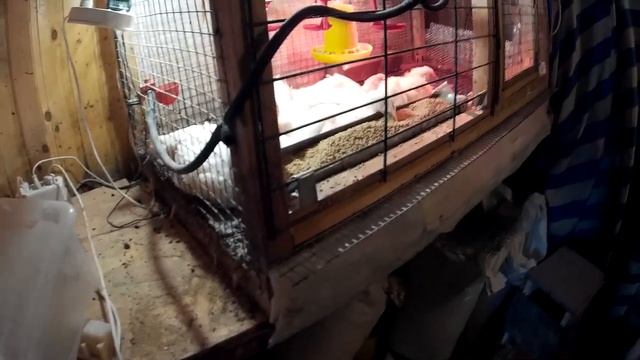 Клетка для Бройлеров ч 1 Из профиля. смотреть онлайн