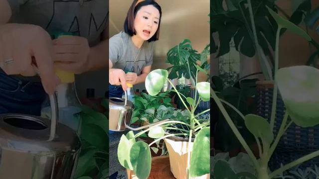 Just a crazy #plantlady #plantmama #plantladyoftiktok #MomsofTikTok #monstera #pothos #pilea #snake смотреть онлайн