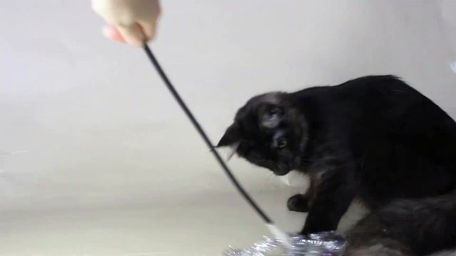 #котенок_мейн_кун_тюмень #male_maine_coon_black_smoke 🧚♂️🧚♂️🧚♂️второй мальчик черный дым смотреть онлайн