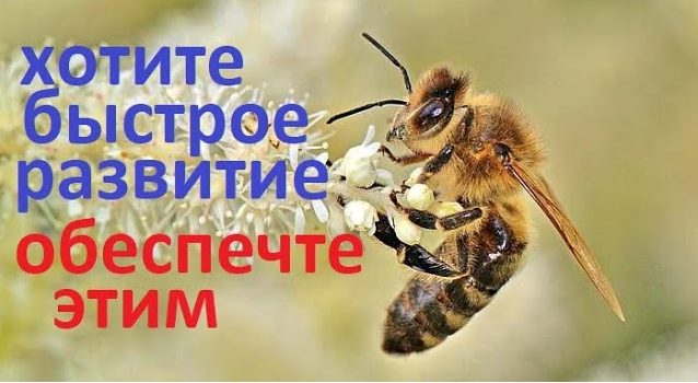 Семьи #пчёл не будут расти весной, если им не обеспечить эти пять условий. А значит и мёду не будет. смотреть онлайн