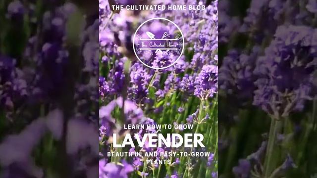 Lavender: A Fragrant And Versatile Herb.