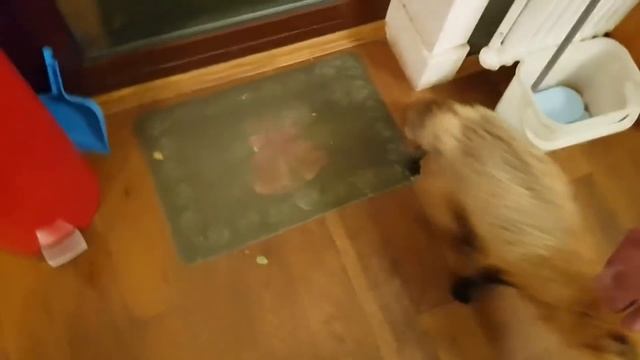 Ли Сяо / Alice the Fox Лиса Алиса (Лиса, устроив переполох на кухне, сама больше всех испугалась) смотреть онлайн