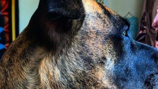 Mountain Cur Dog Breed - Facts and Information смотреть онлайн