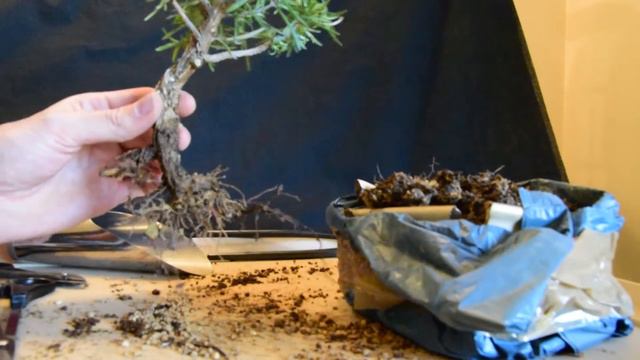 Trasplante Romero 2016 (Rosmarinus Officinalis)