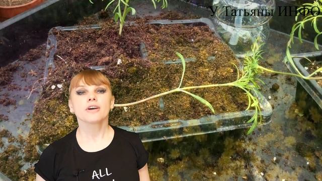 Прекрасная ТИМОФИЛЛА станет УКРАШЕНИЕМ Вашего САДА или ДВОРА !!!