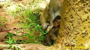 HUNGRY & HURT ALE BABY MONKEY GIVE MILK TO POOR BABY MONKEY @NewsBabyMonkey