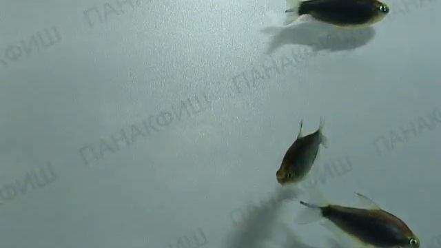 Тетра королевская чёрная смотреть онлайн