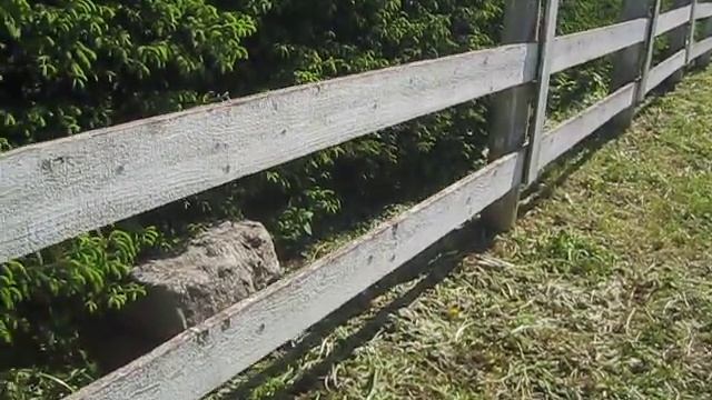 Самый лучший забор - живая изгородь.