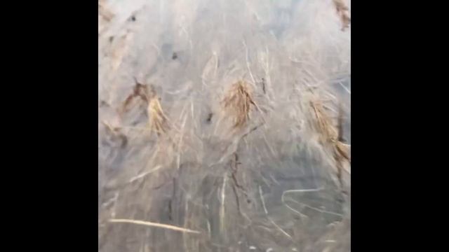 Первый выезд на болото смотреть онлайн