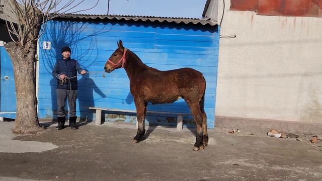 Абакандан келген тай сатылат дареги Бишкек Тел:+996 706 111 403 . смотреть онлайн