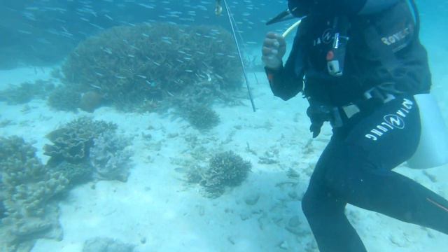 DIVING 1 IN KOMODO NATIONAL PARK, BALI, INDONESIA !! 12/02/2020 смотреть онлайн